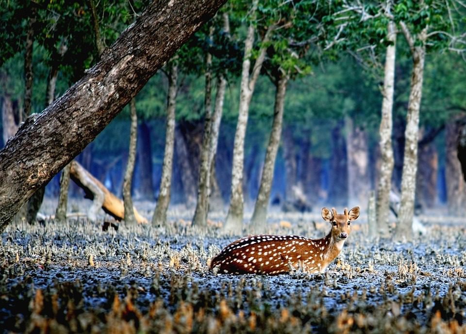 sundarban
